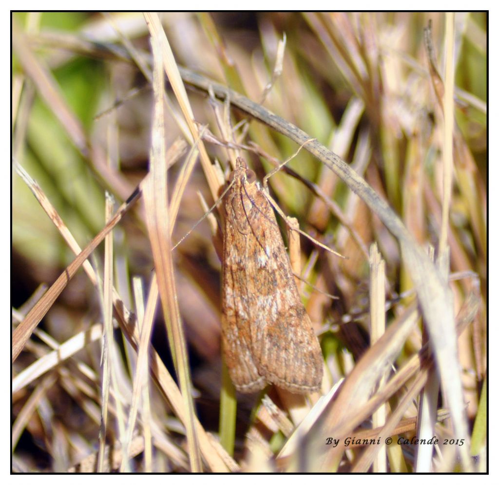 Falena da Id - Nomophila noctuella