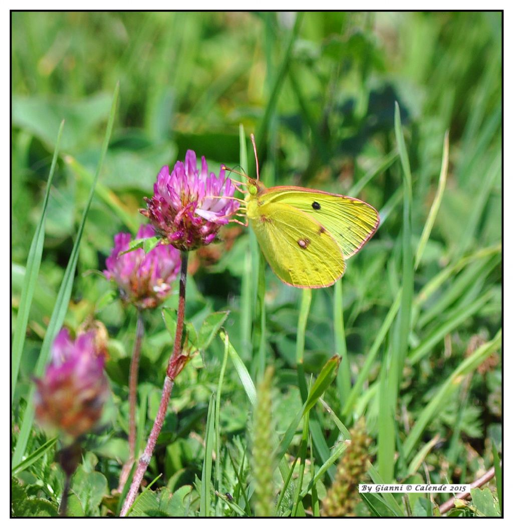 Quale Colias? Colias alfacariensis