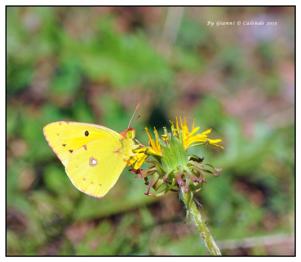Colias da Id