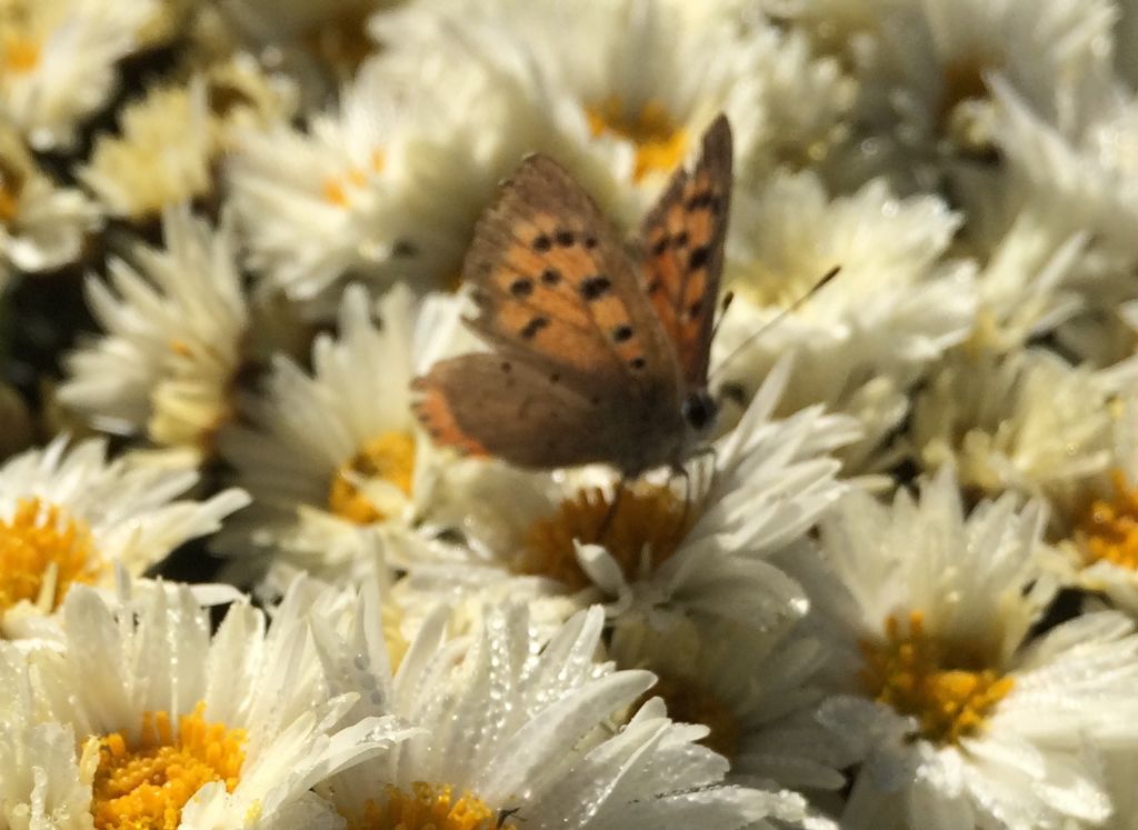 Lycaena da id - Lycaena phlaeas