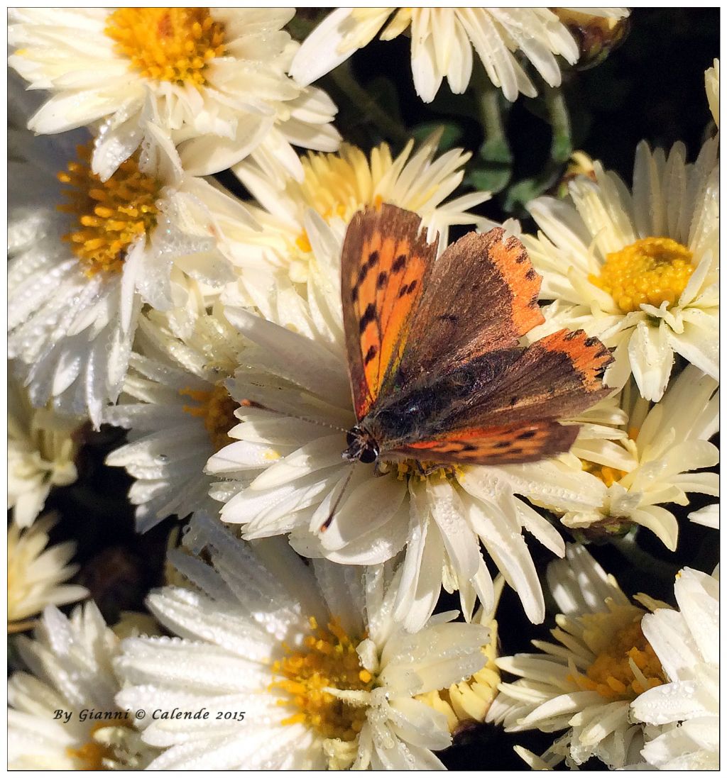 Lycaena da id - Lycaena phlaeas