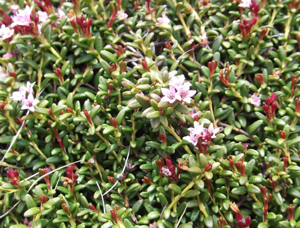 Kalmia procumbens (= Loiseleuria procumbens) / Azalea delle alpi