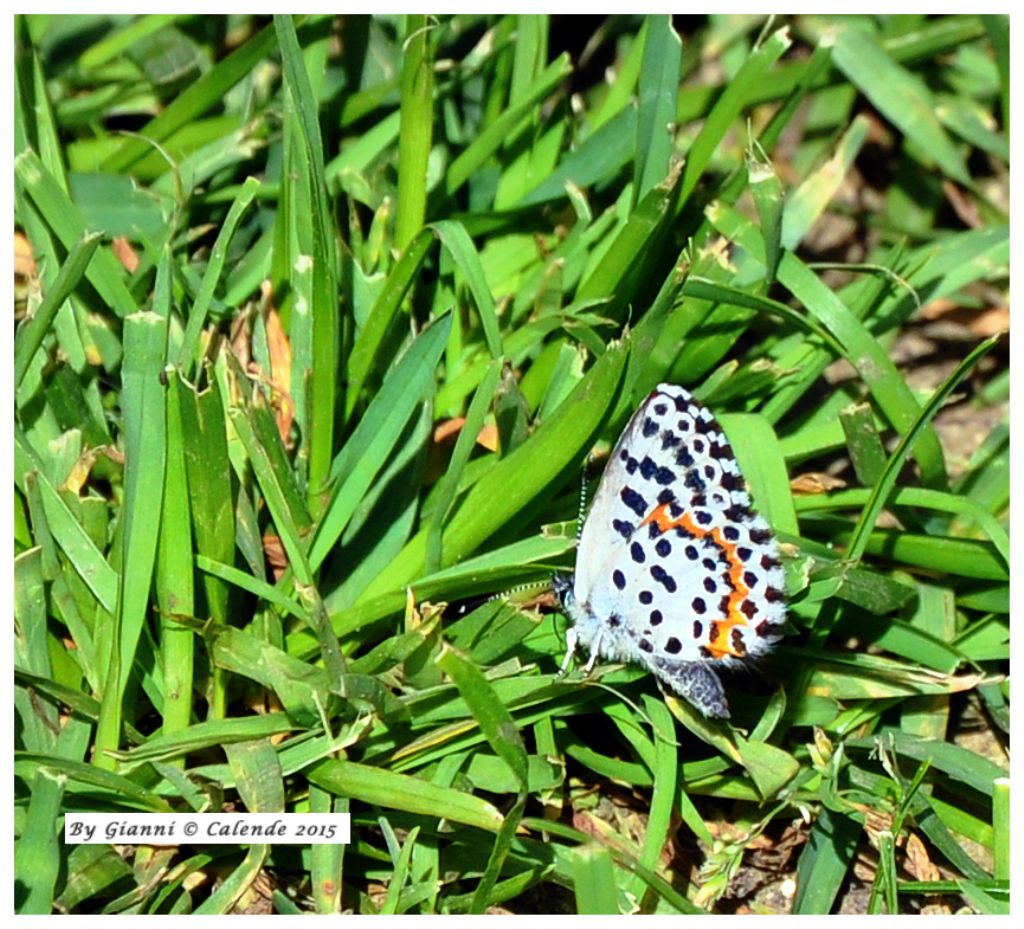 Quale Farfalla? Scolitantides orion