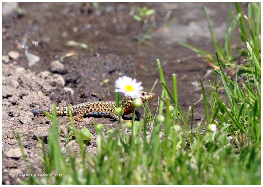 Podarcis muralis di Tirano