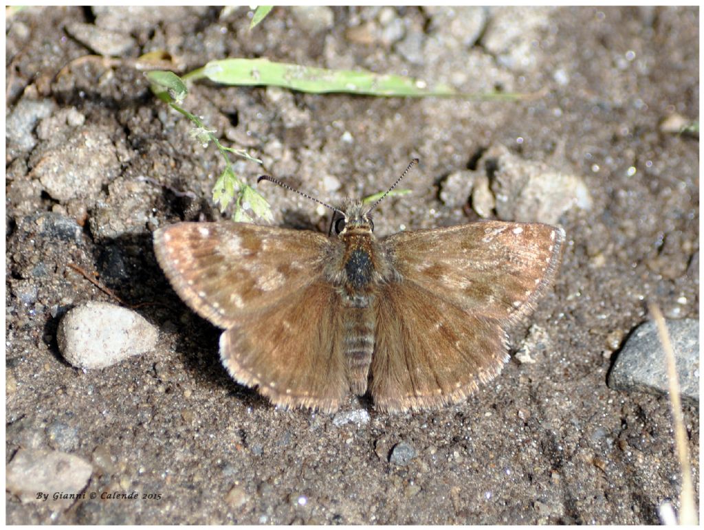 Farfalla da Id - Erynnis tages