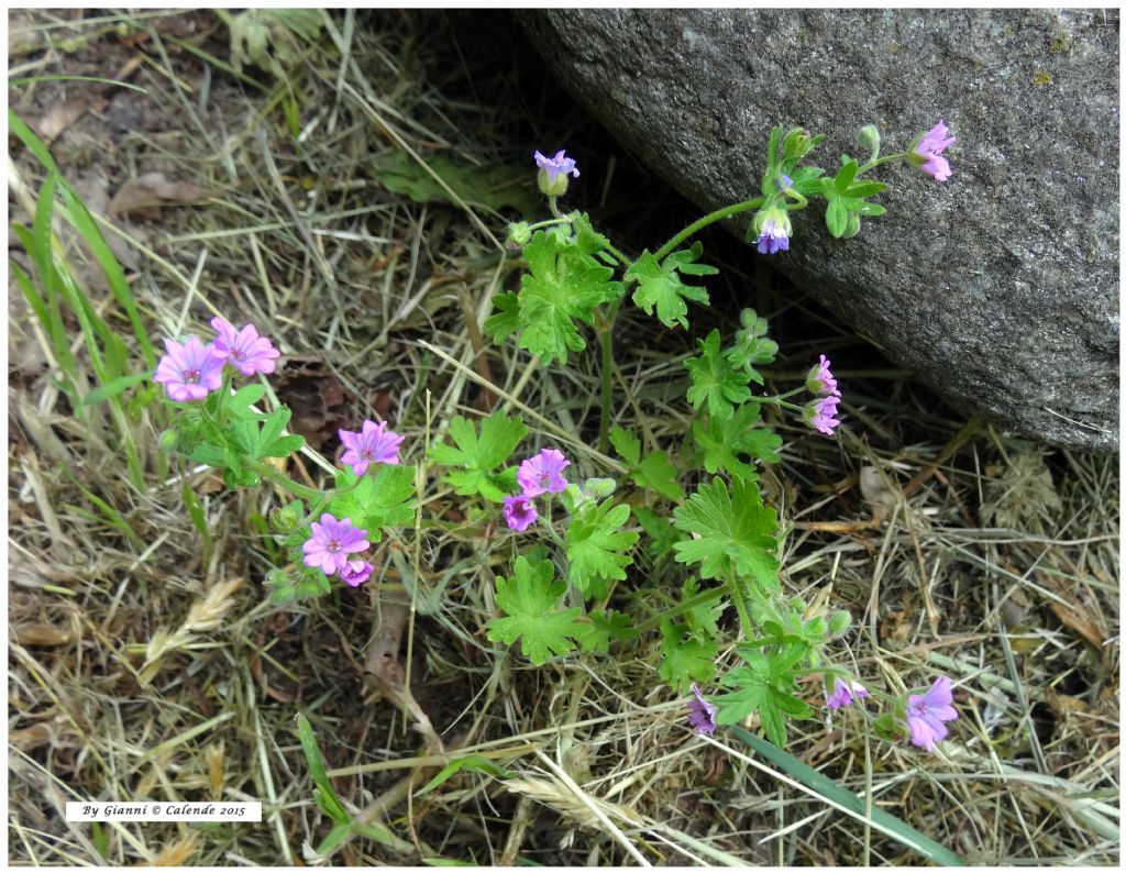 Geranium molle