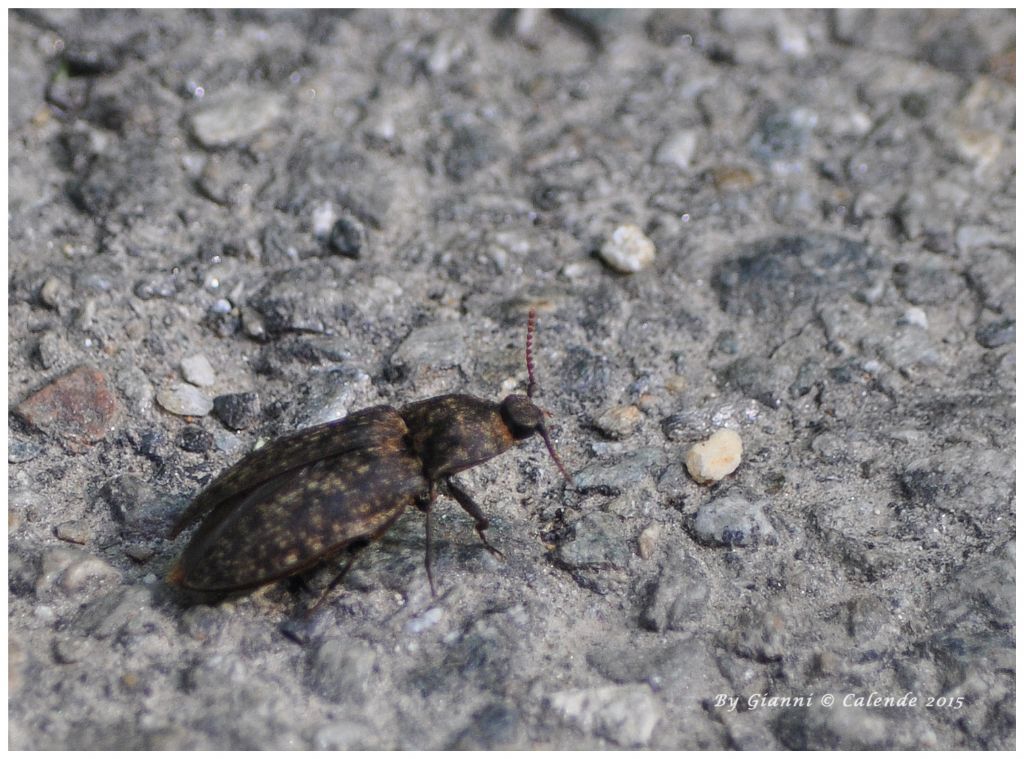 Forse un carabide? Agrypnus murinus, Elateridae