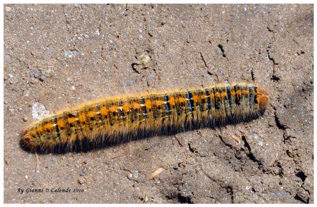 Quale Bruco? Lasiocampa (Pachygastria) trifolii