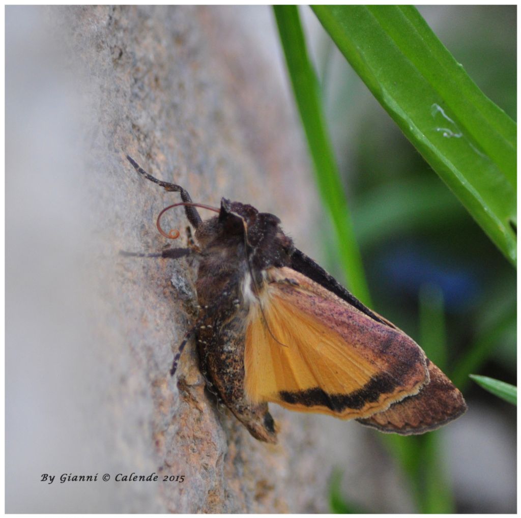 Quale Falena? Noctua pronuba