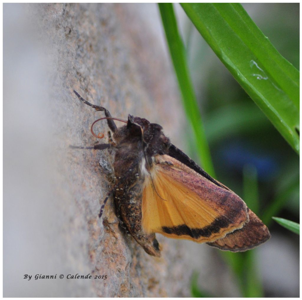 Quale Falena? Noctua pronuba