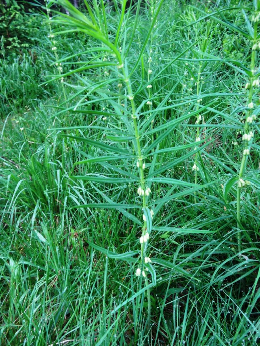Polygonatum verticillatum