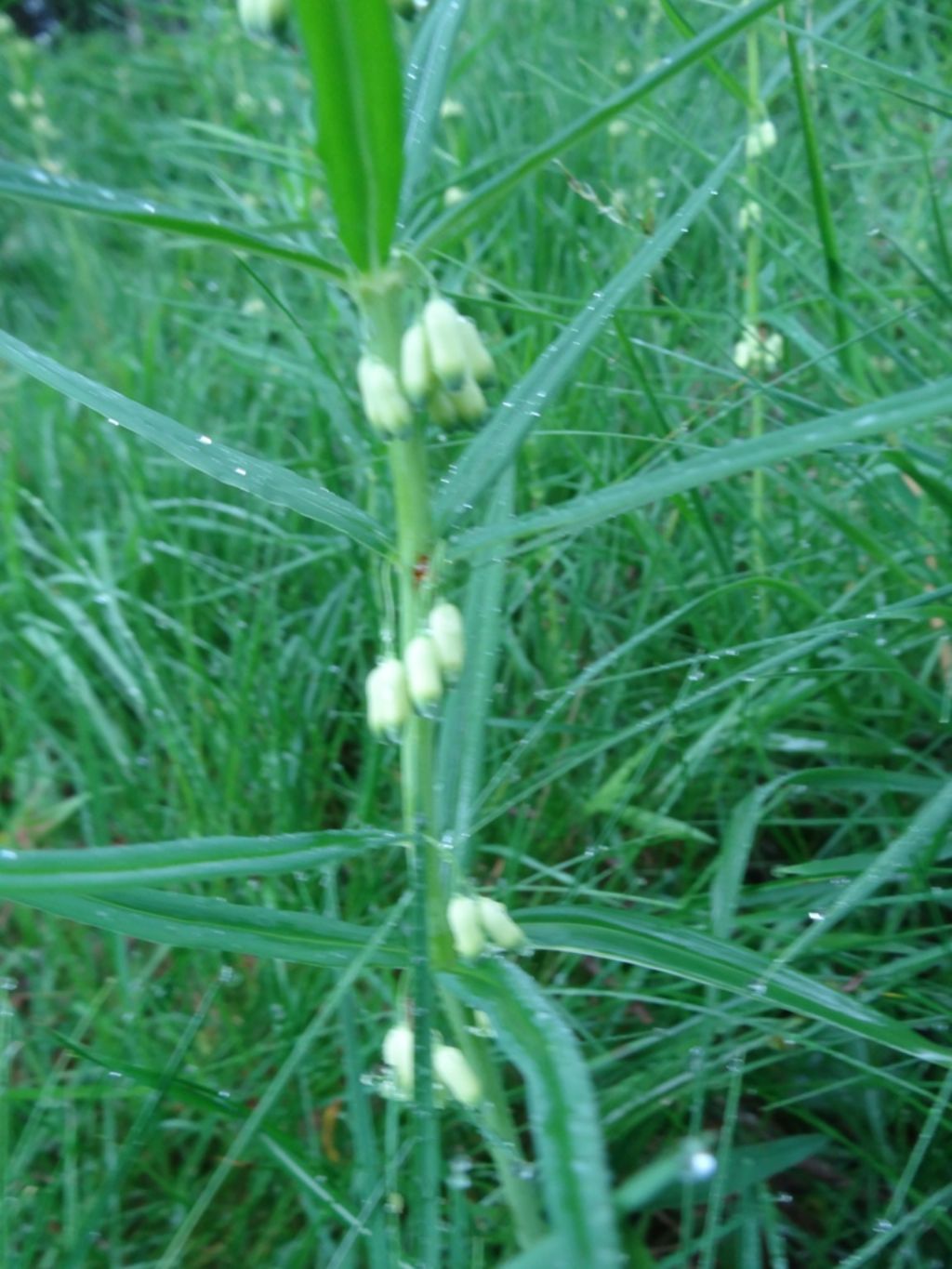 Polygonatum verticillatum