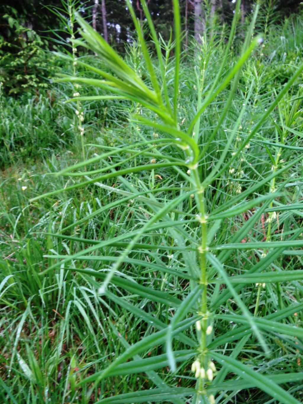 Polygonatum verticillatum