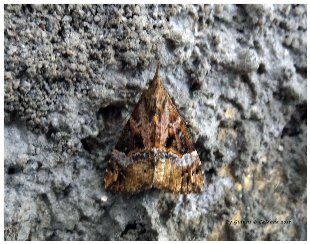 Quale Falena?? Hypena (Hypena) obsitalis