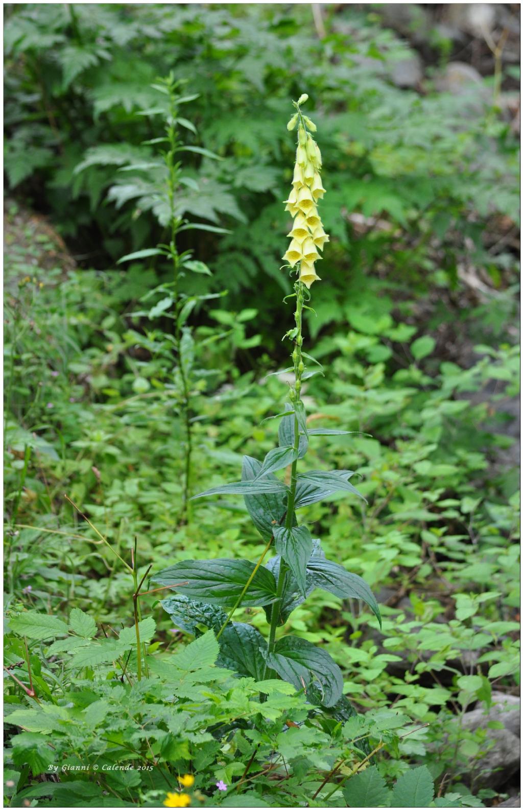 Digitalis lutea / Digitale gialla piccola