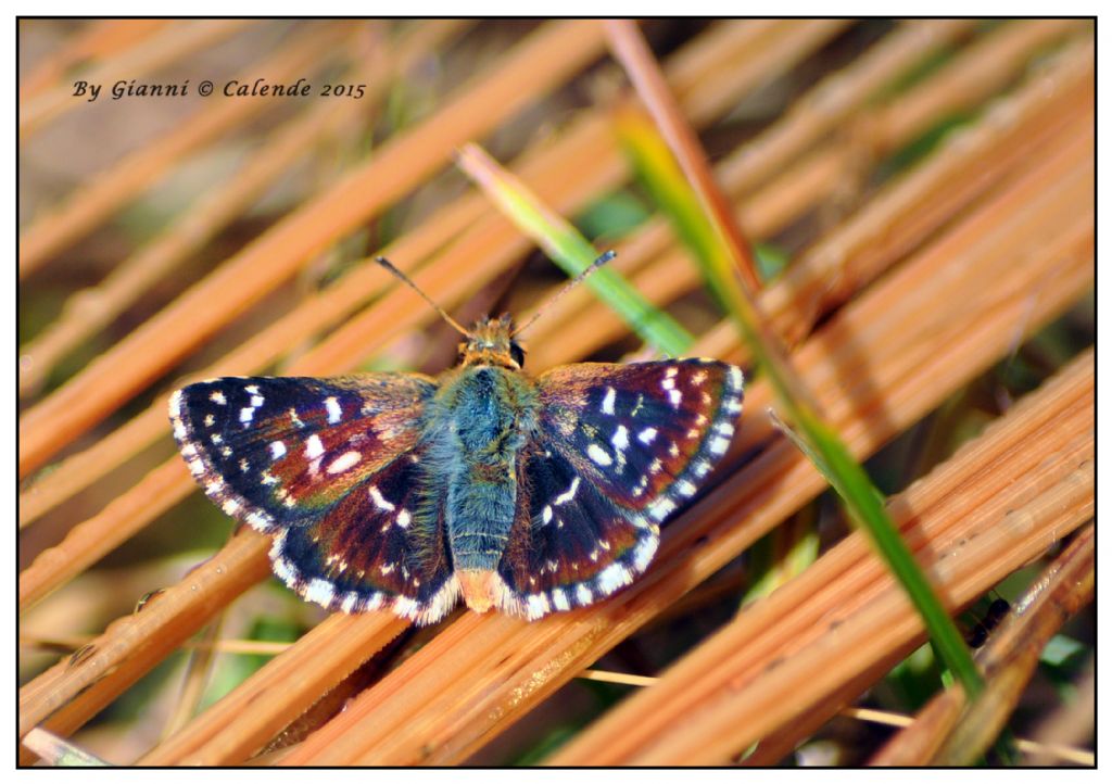 Quale Pyrgus? Spialia sertorius