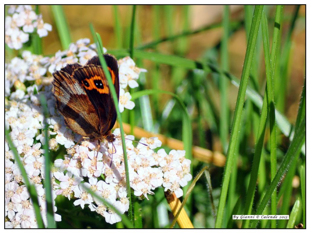 Quale farfalla? Erebia aethiops