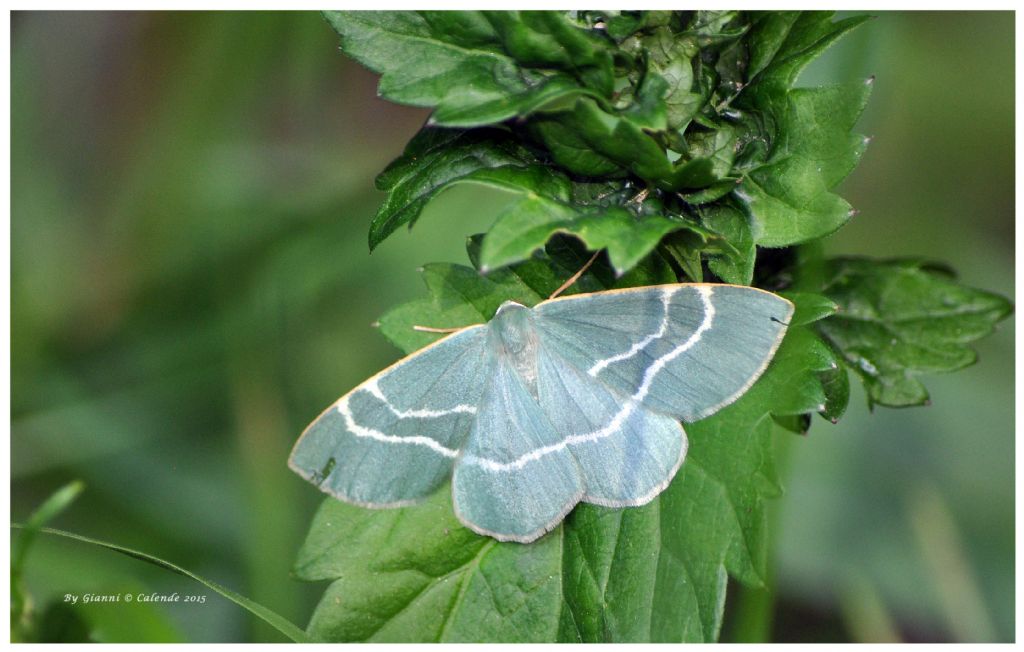 Quale Falena? Hylaea fasciaria