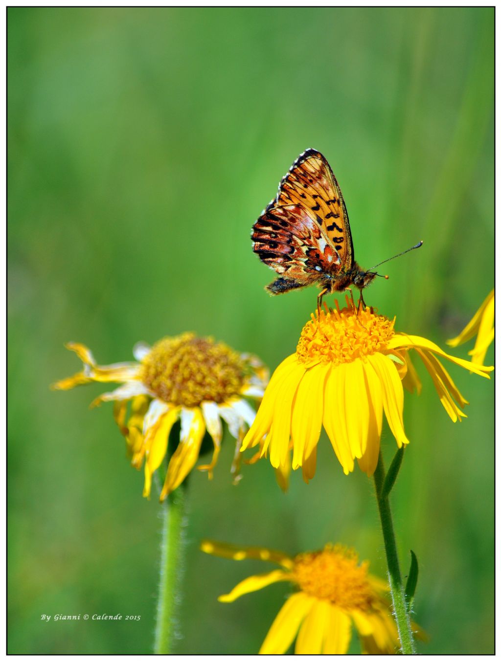 Quale Boloria?? Boloria (Clossiana) titania