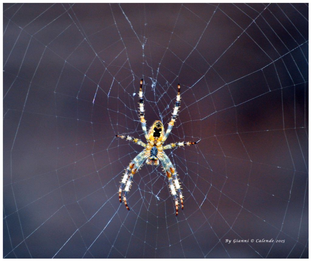 Araneus diadematus  - Pian di Gembro (SO)