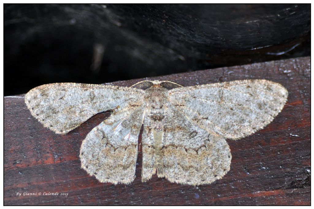 Falena da Id - Hypomecis punctinalis, Geometridae