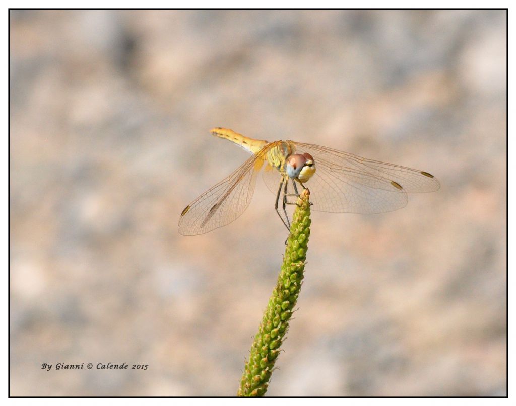 Quale Libellula?