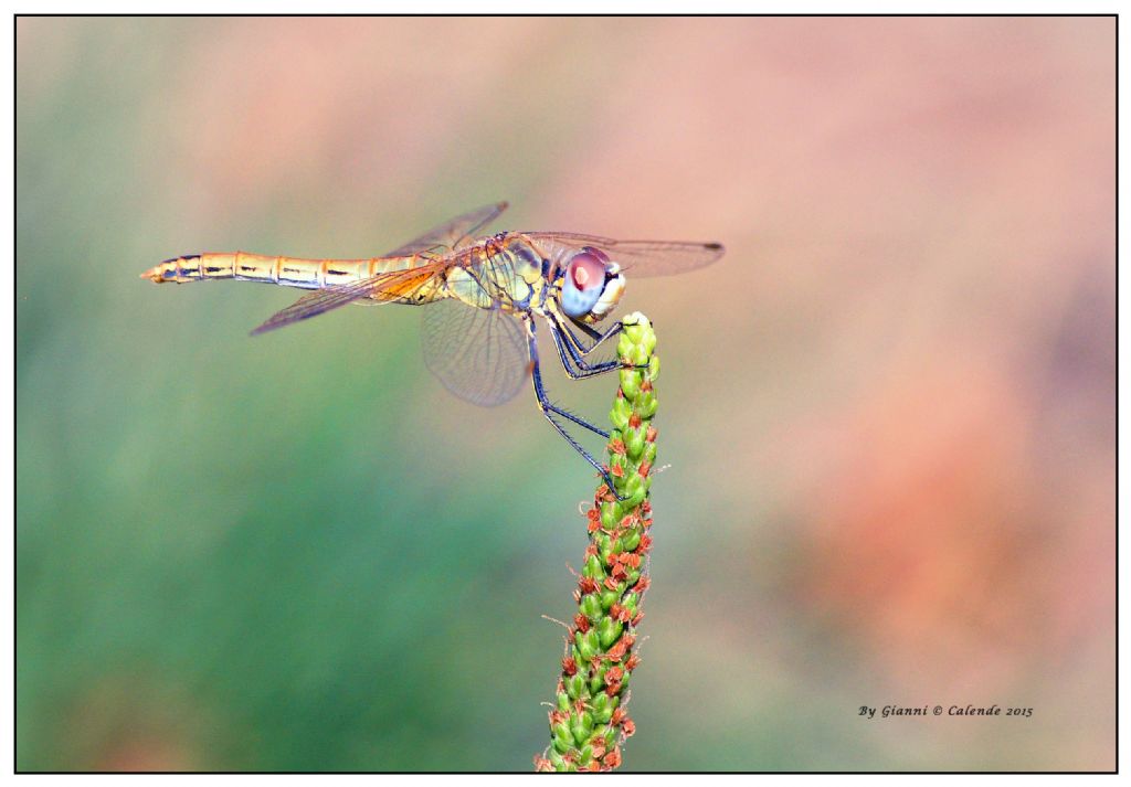 Quale Libellula?