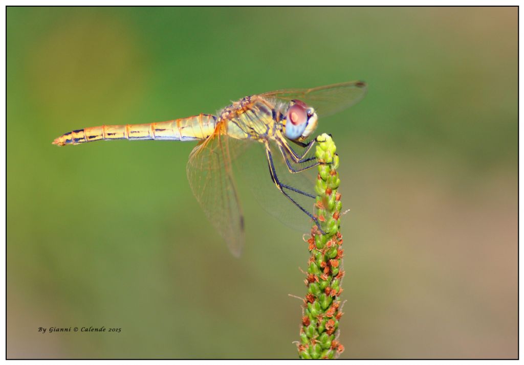 Quale Libellula?