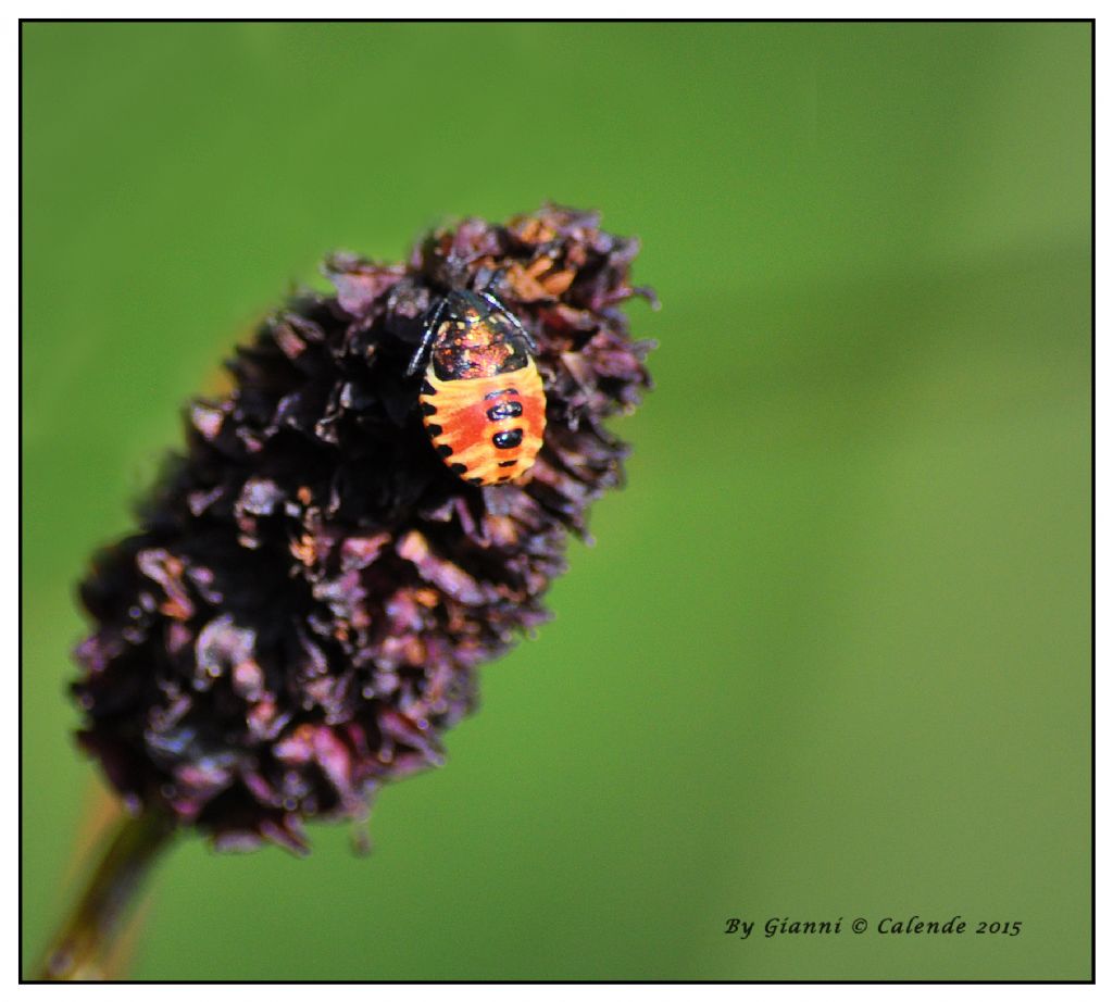 Quale cimice?  Neanide di Carpocoris sp. - Pentatomidae