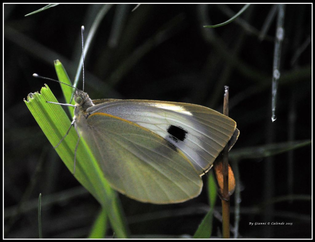 Pieris mannii femmina? Pieris brassicae