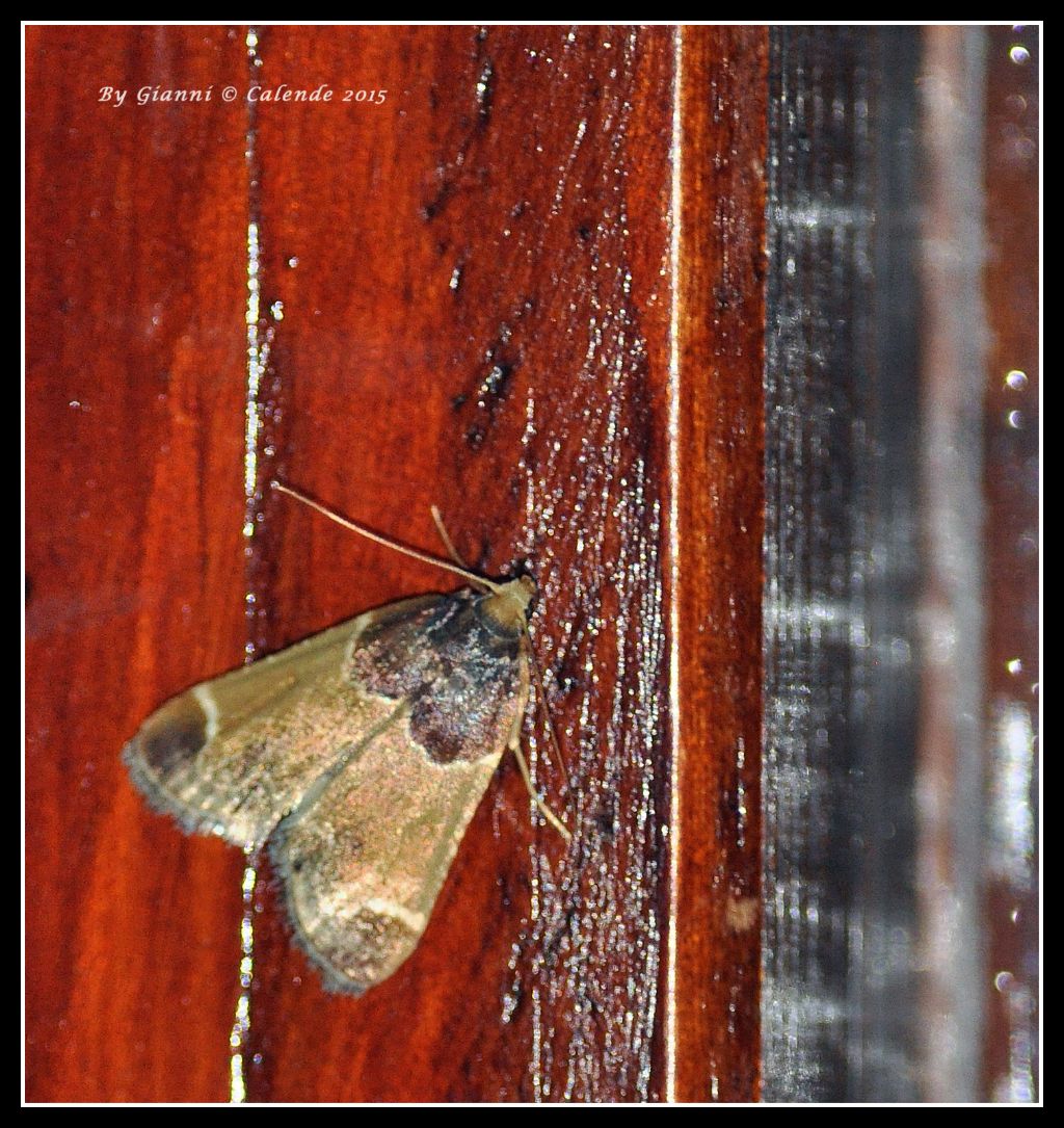 Falena da id - Pyralis farinalis