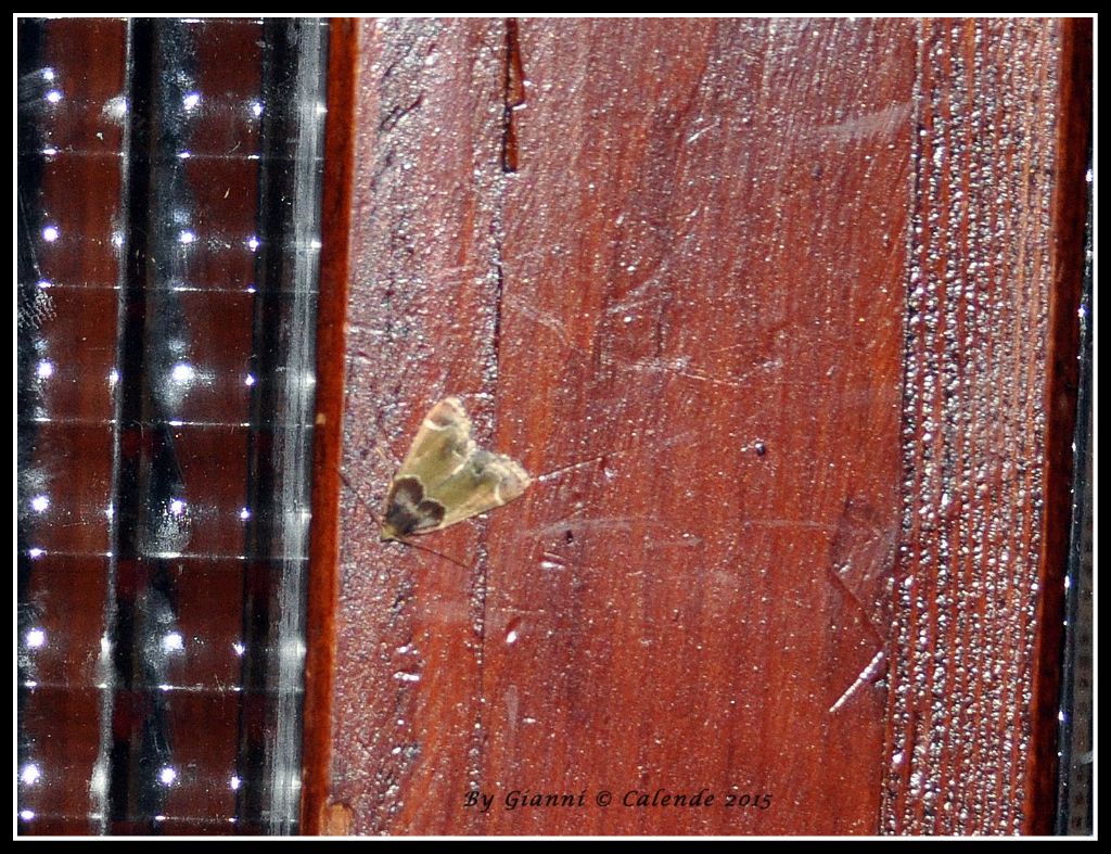 Falena da id - Pyralis farinalis