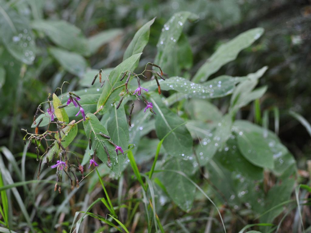 Prenanthes purpurea (Asteraceae)
