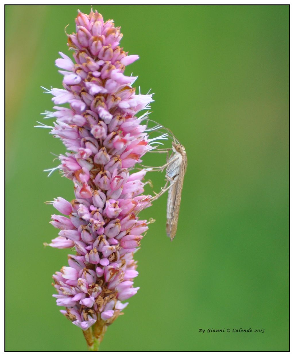 Piccola farfallina da ID - Nomophila noctuella