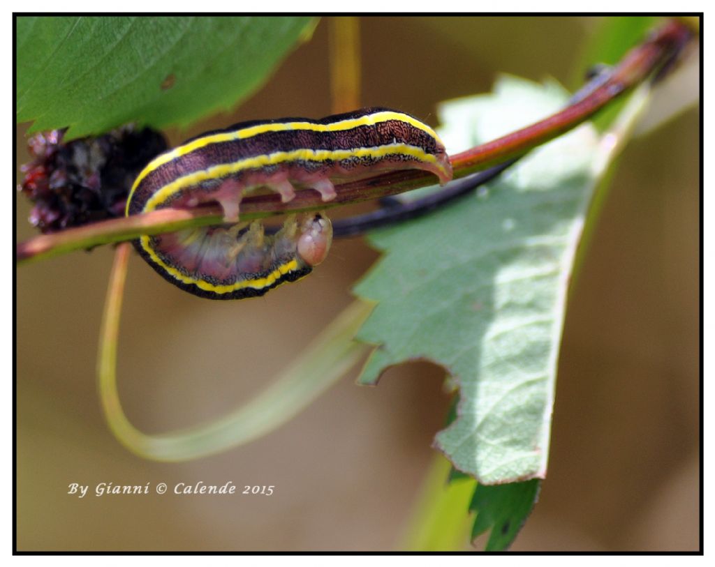 Quale Bruco ?  Ceramica pisi
