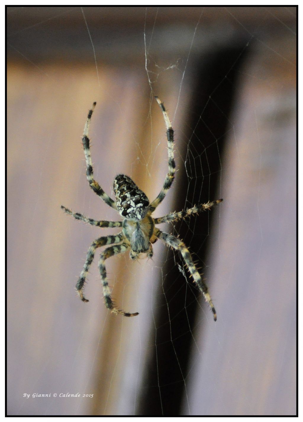 Araneus diadematus  - Tirano  (SO)
