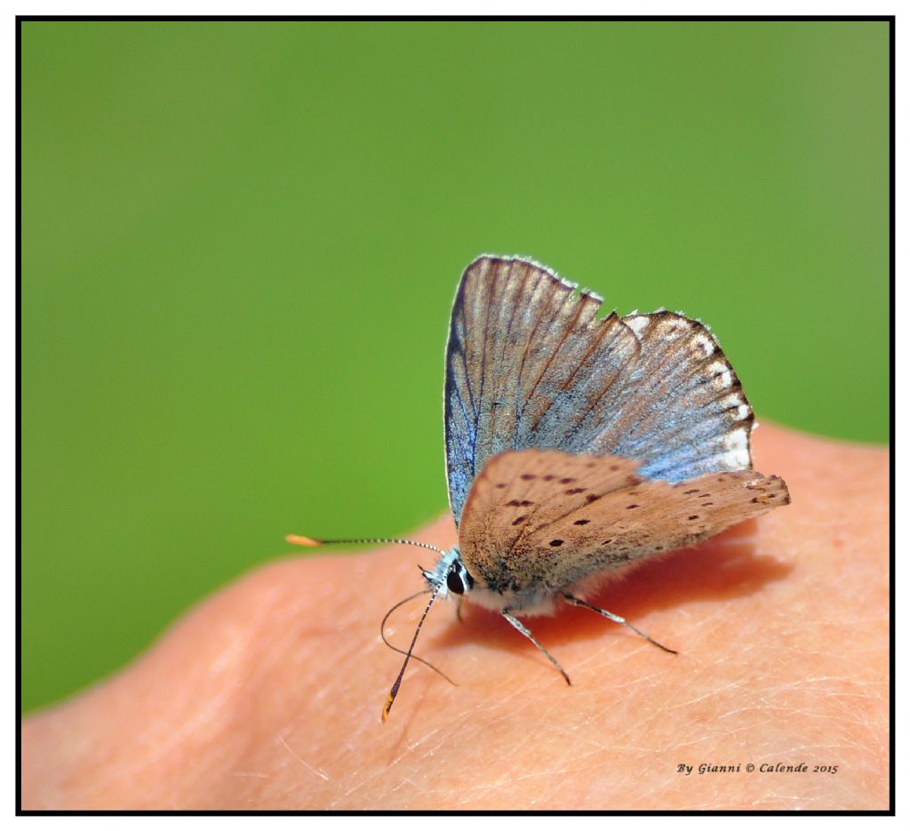 Celastrina argiolus? No,Polyommatus (Lysandra) coridon