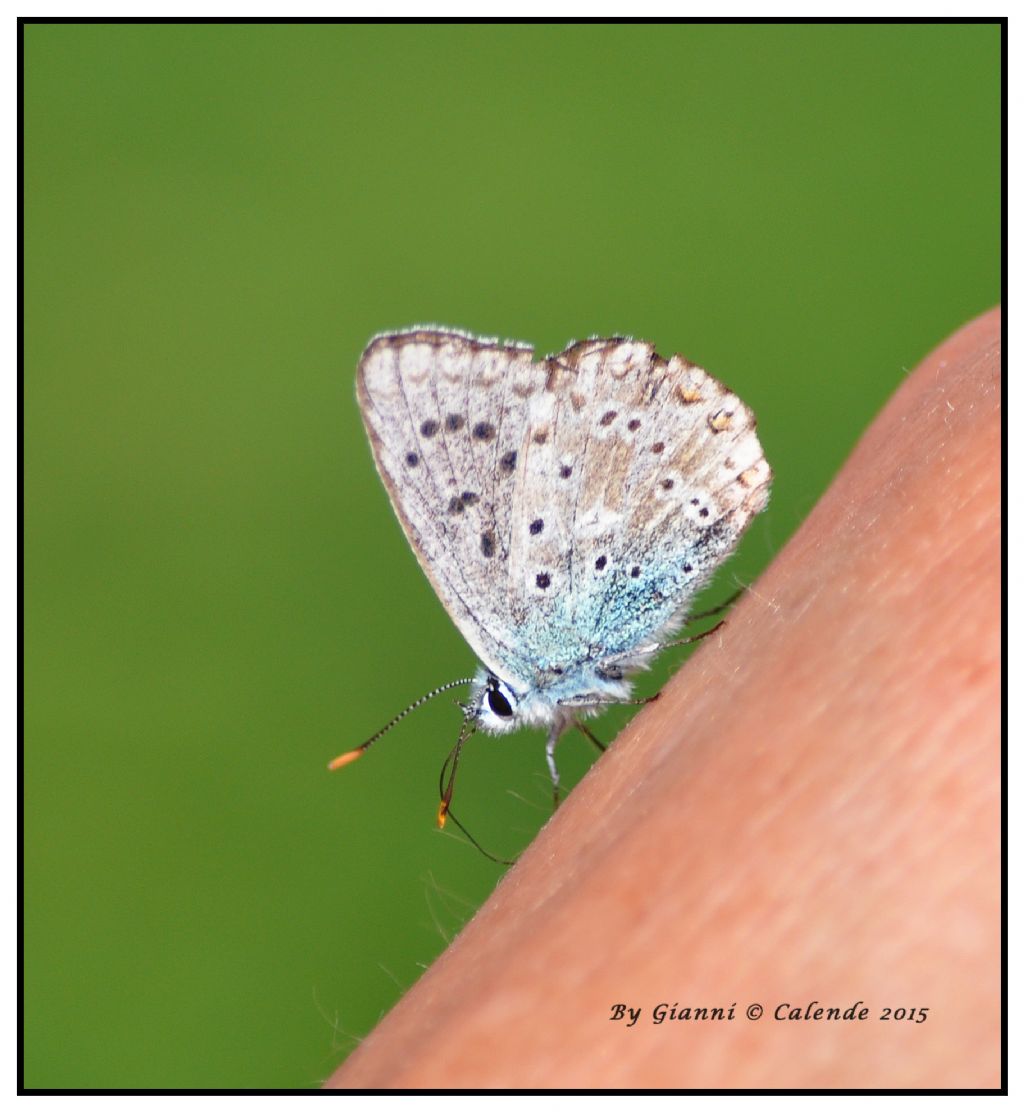Celastrina argiolus? No,Polyommatus (Lysandra) coridon