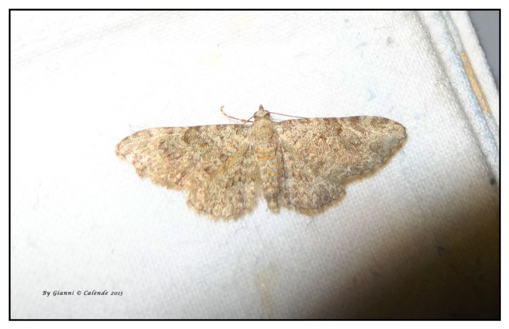 Piccola Falena - Eupithecia cfr. semigraphata