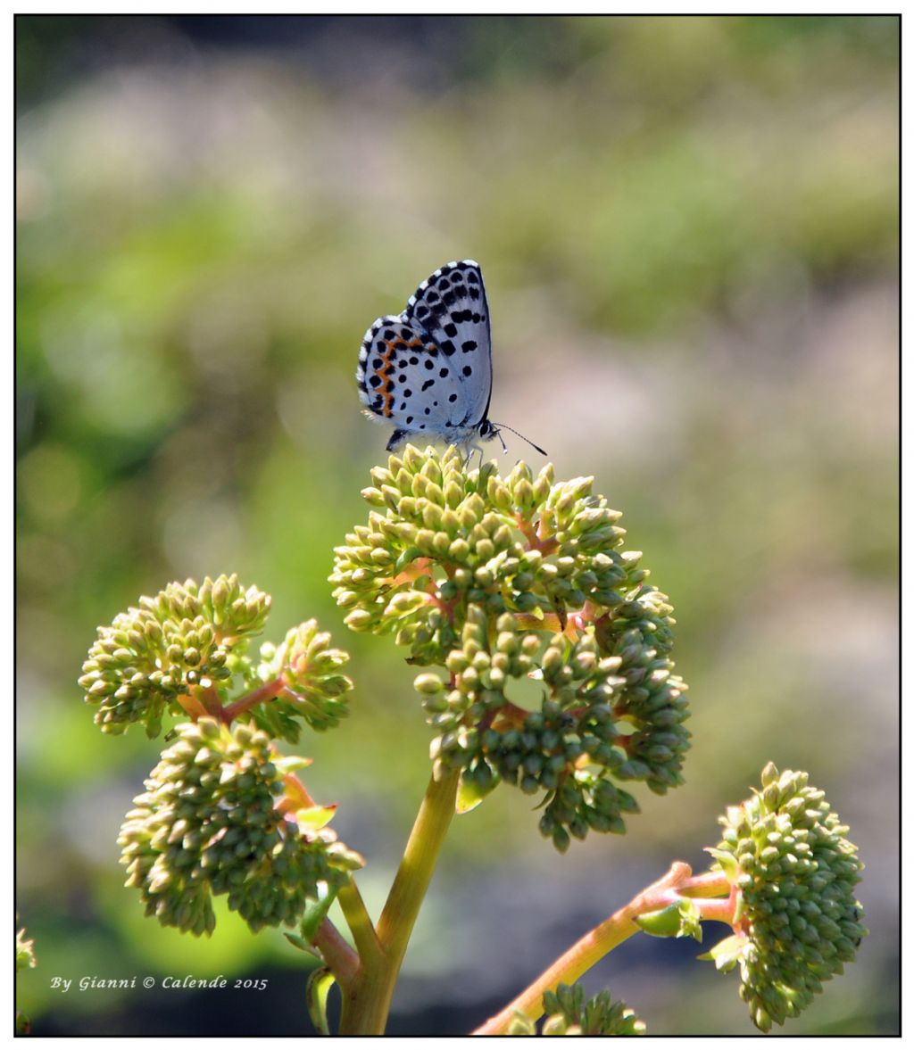 Farfalla da id - Scolitantides orion