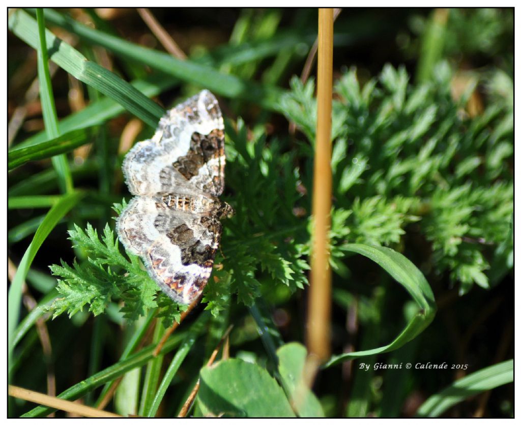 Quale Falena?? - Epirrhoe alternata