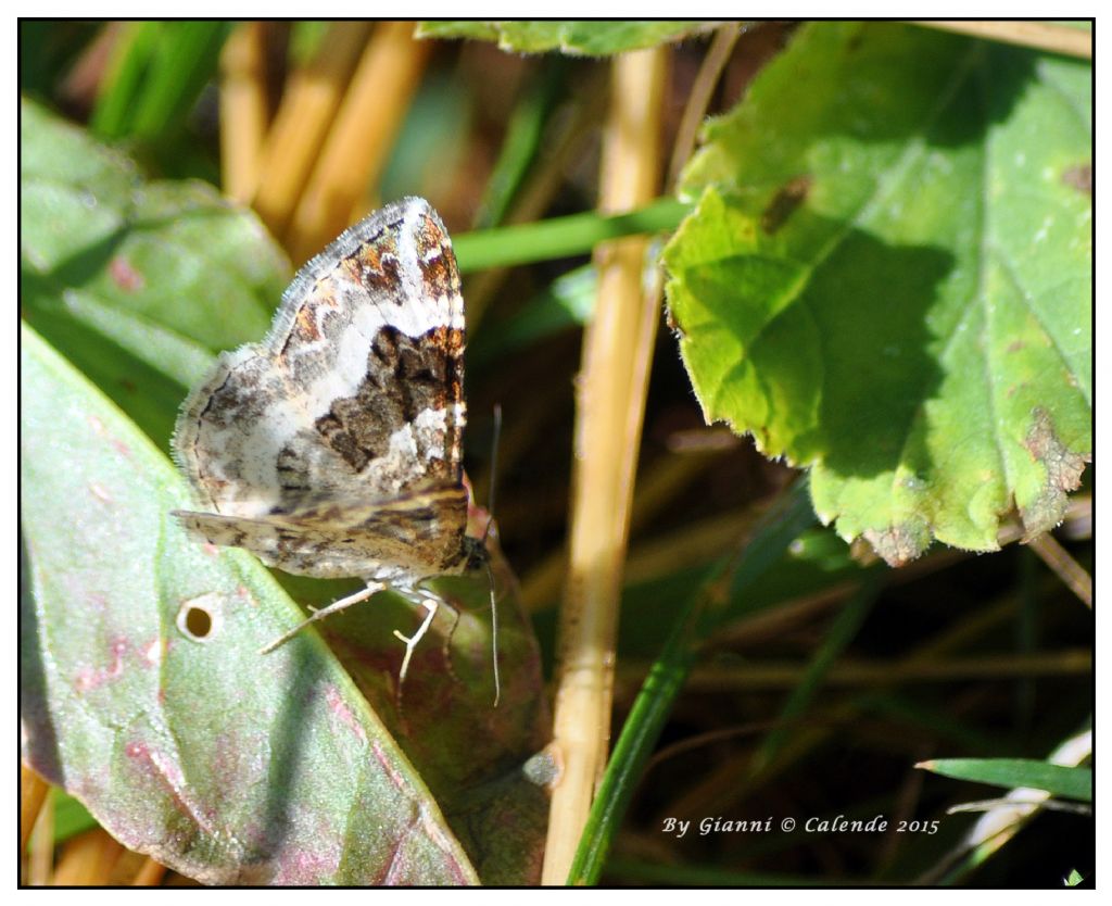 Quale Falena?? - Epirrhoe alternata