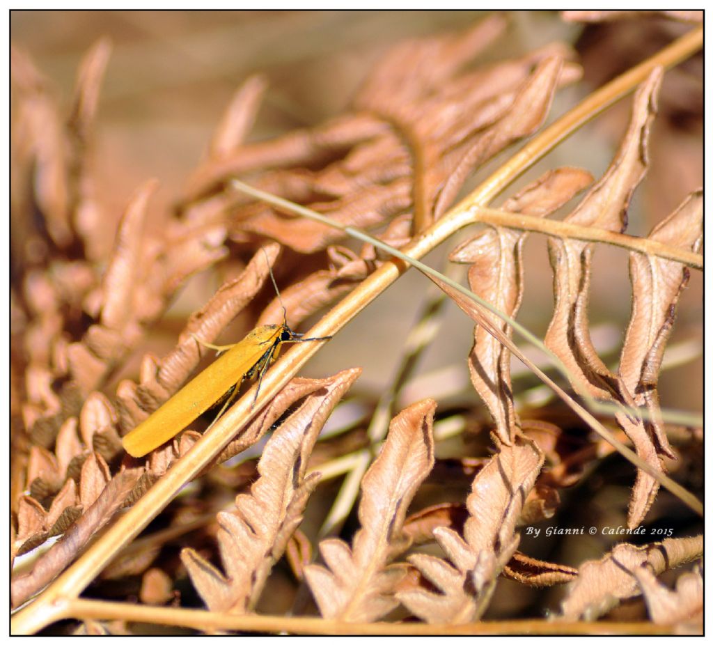 Quale farfalla? Eilema sp.
