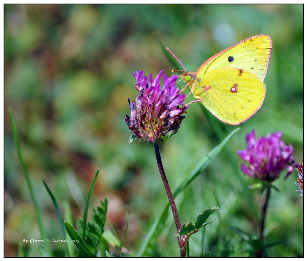 Quale Colias? C. alfacariensis