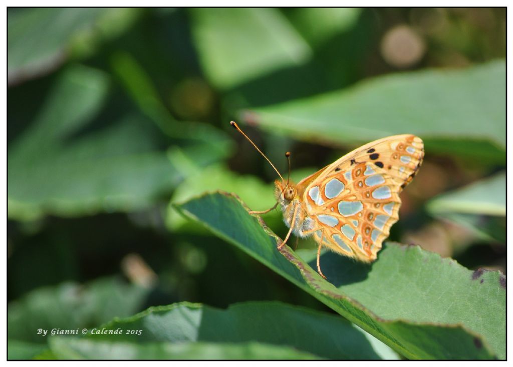 Farfalla da ID - Issoria lathonia