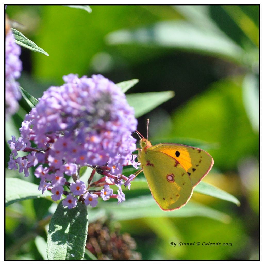 Quale Colias? Colias crocea
