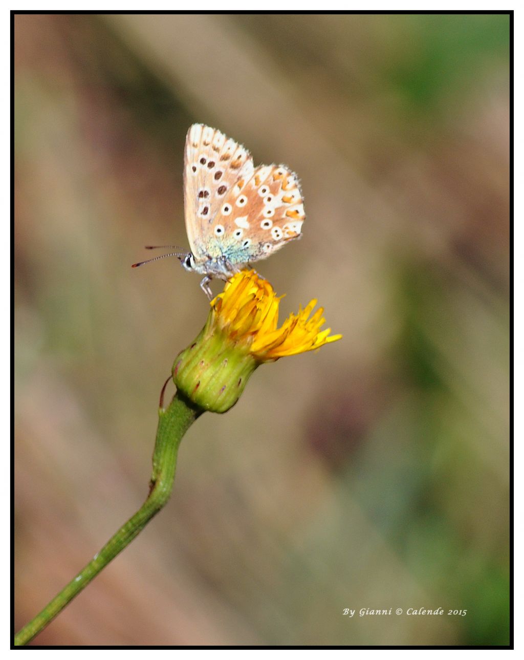 Polyommatus (Lysandra) coridon