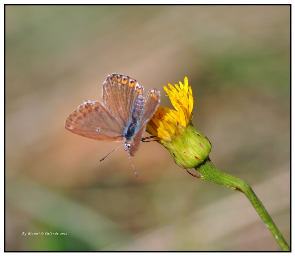 Polyommatus (Lysandra) coridon