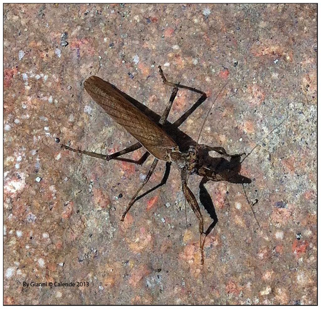Mantodea:  Ameles spallanzania, maschio (Mantidae)
