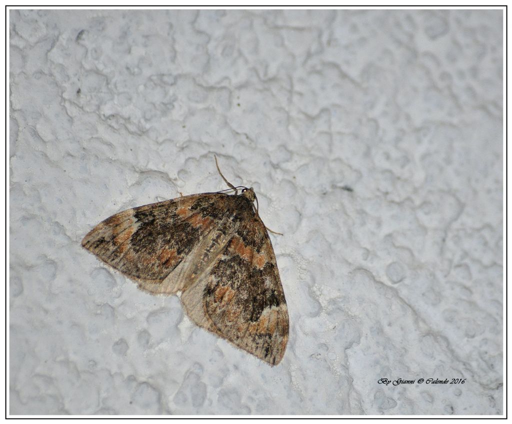 Falena da Id - Dysstroma citrata, Geometridae